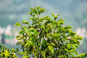 心口窝疼,轻松缓解,健康重获! 心口窝疼,轻松缓解,健康重获!