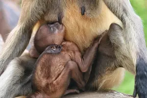 哺乳期妈妈安心享受巧克力美味！