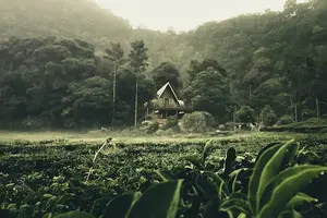 喝上一杯，享受健康人生！安化黑茶益身体