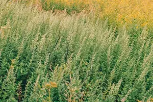 拯救生命：应对一氧化碳中毒的实用缓解方法