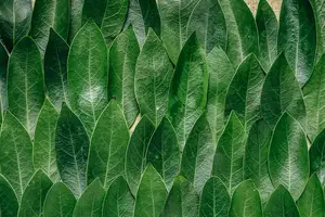 健康码红码，保障安全出行！