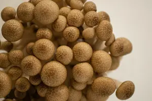 孕妇吃菌类,宝宝聪明又营养! 孕妇吃菌类,宝宝聪明又营养!