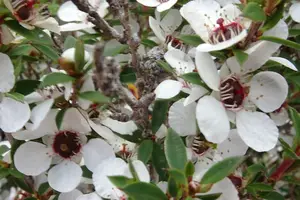 抑菌无异味，金银花除湿润喉！