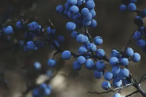 吃对食物，记忆力UP