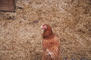 孕妇可安心食用鸡肝，美味与营养兼备！