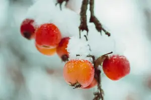 探秘柿子胜过维生素C，助你健康通透！