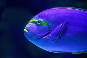 健康从口入,甲状腺不再烦恼 健康从口入,甲状腺不再烦恼