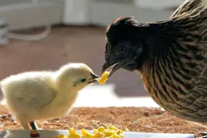 找到痛风禁食清单,健康生活从选择开始! 找到痛风禁食清单,健康生活从选择开始!