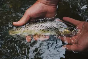 安睡不再难！这些食物助你赶走失眠烦恼