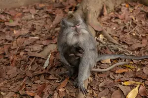 手上猴子，带你暴赚一笔！