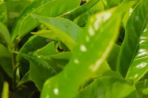 健康黑茶,活力满满! 健康黑茶,活力满满!