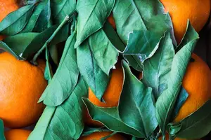 揭开荨麻疹真相，消除病因烦恼