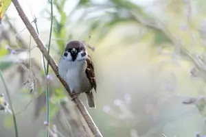 喉咙清新，声音悦耳，金嗓子，让你舒畅畅！