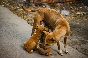 哺乳期严遵策略，再也不用担心意外怀孕！