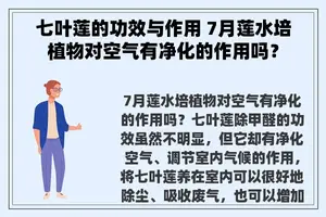 七叶莲的功效与作用 7月莲水培植物对空气有净化的作用吗？